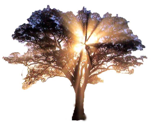 The Oaks House Sober Living - Photo 6